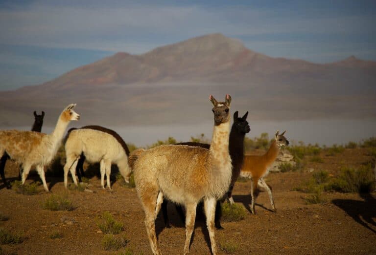 Llamas grazing in the Andes, Peru