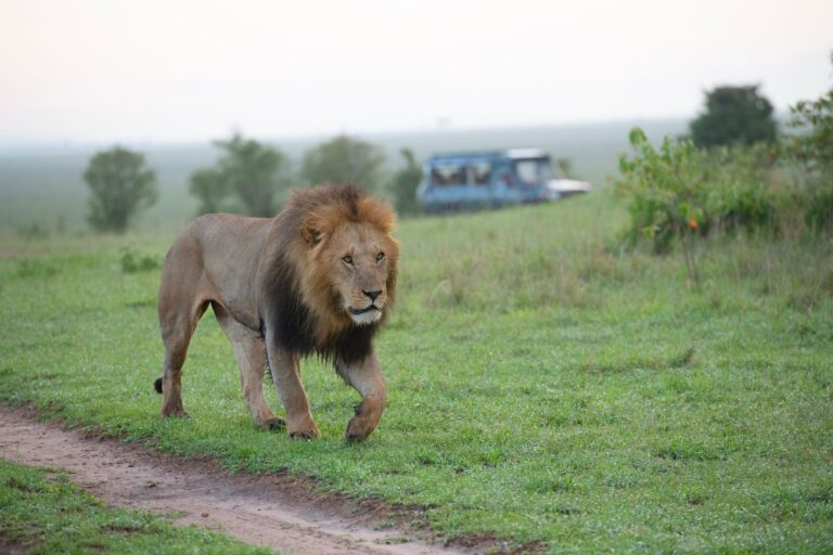 A male lion in the Maasai Mara