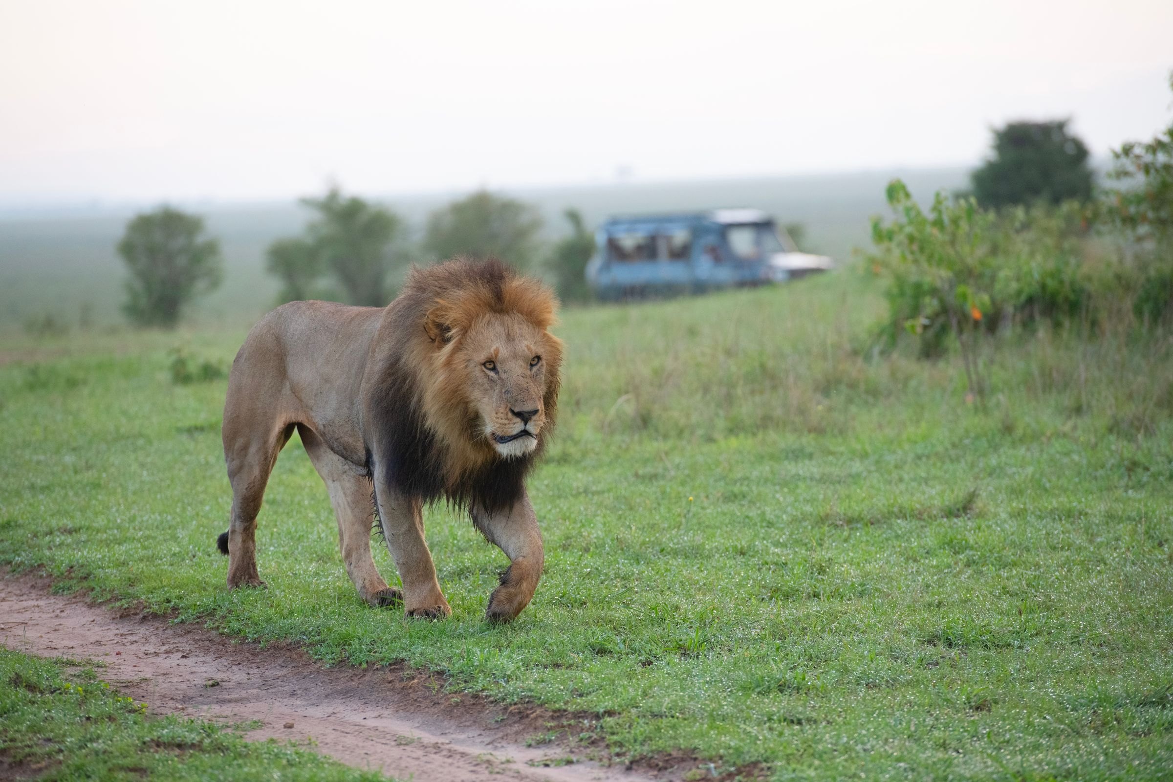 A male lion in the Maasai Mara