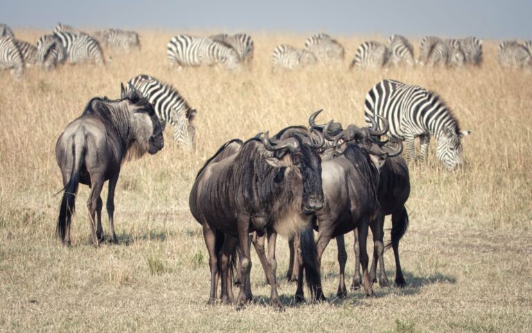 Wildebeest and zebras grazing in the Maasai Mara, Kenya