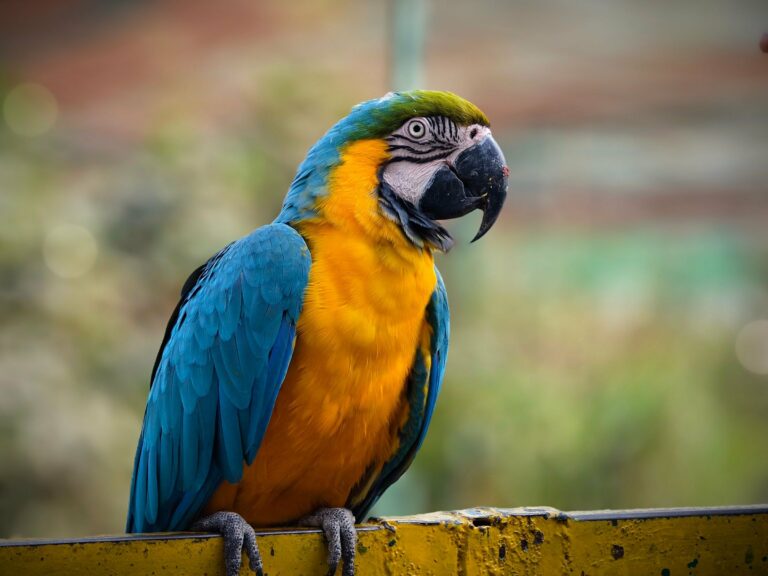 A blue and gold macaw