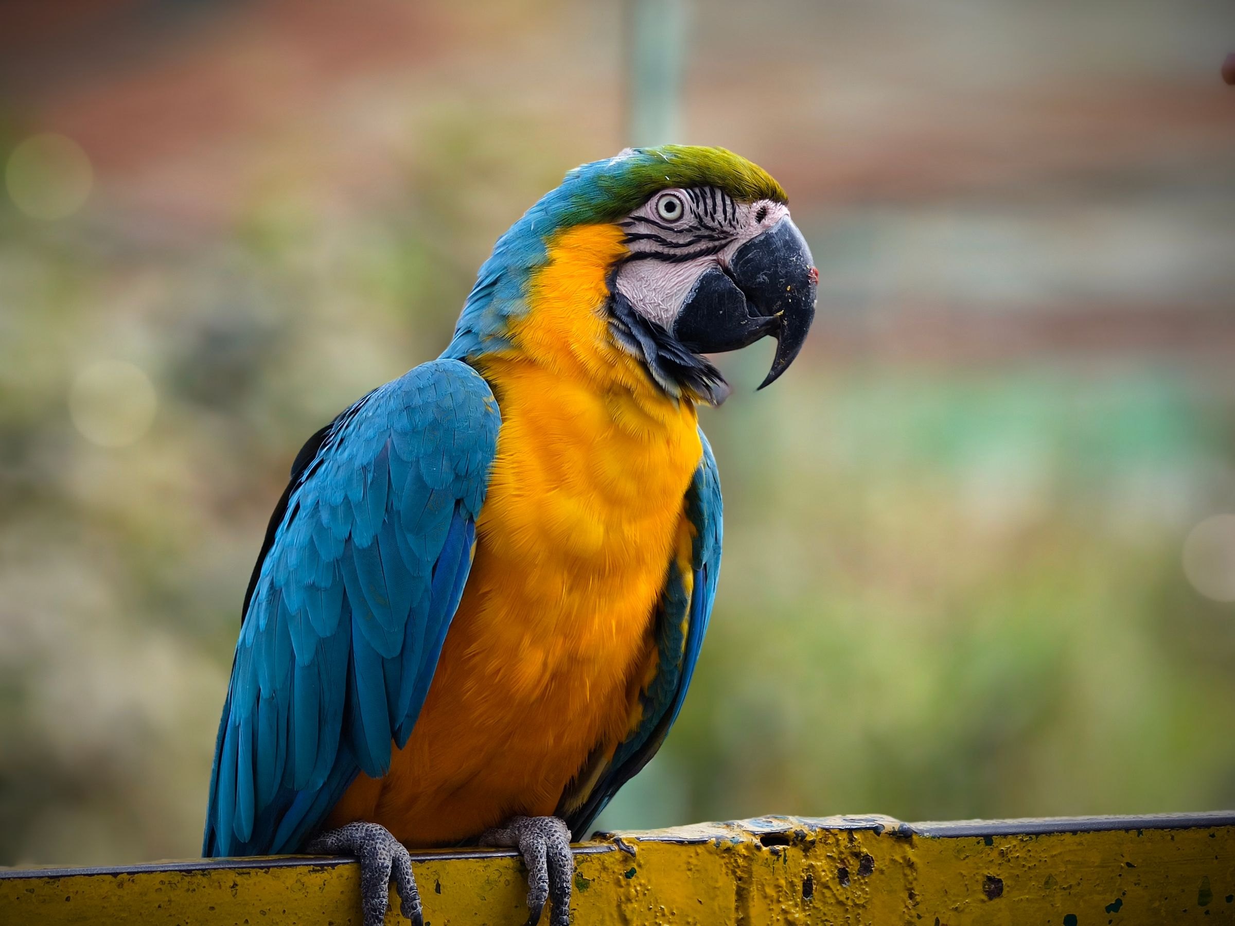 A blue and gold macaw