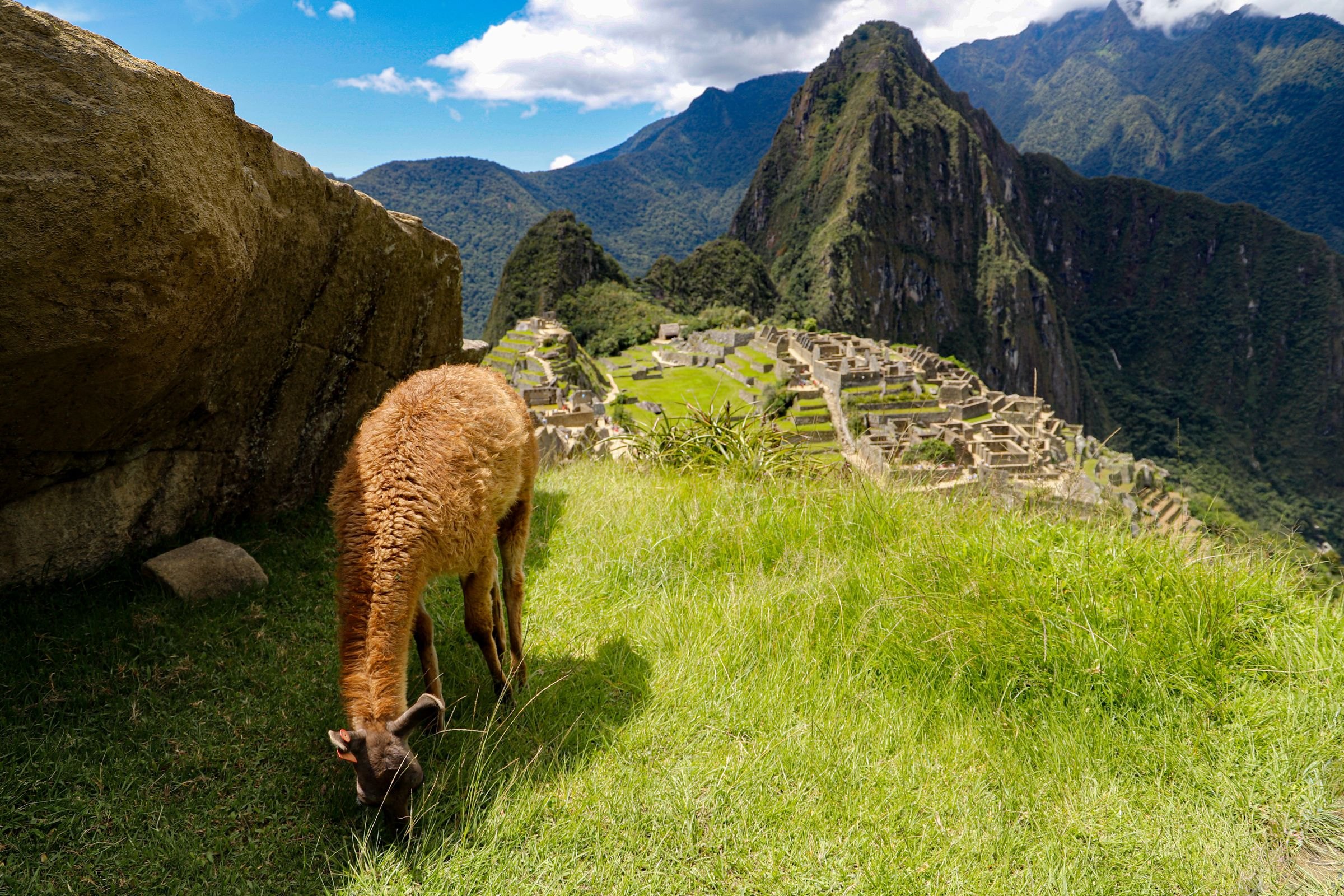 A llama grazing at Machu Picchu