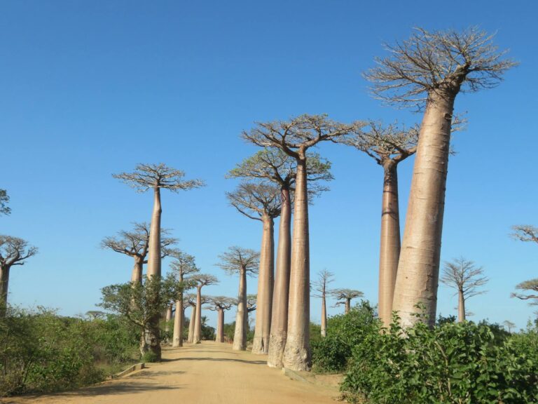 Morondava