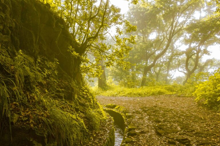 A misty forest path in Madeira