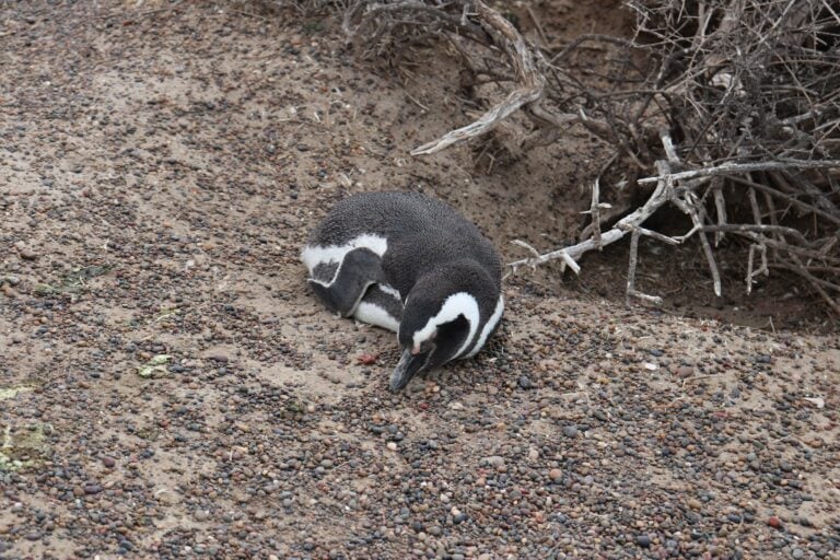A Magellanic penguin resting on pebbles