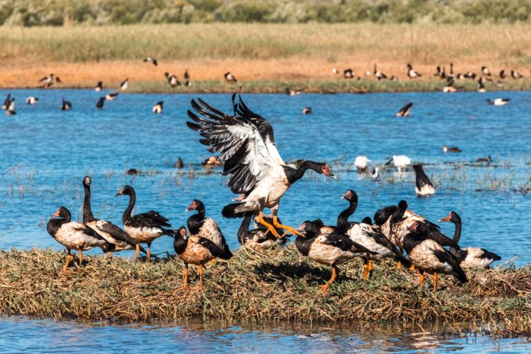 Magpie geese on a wetland