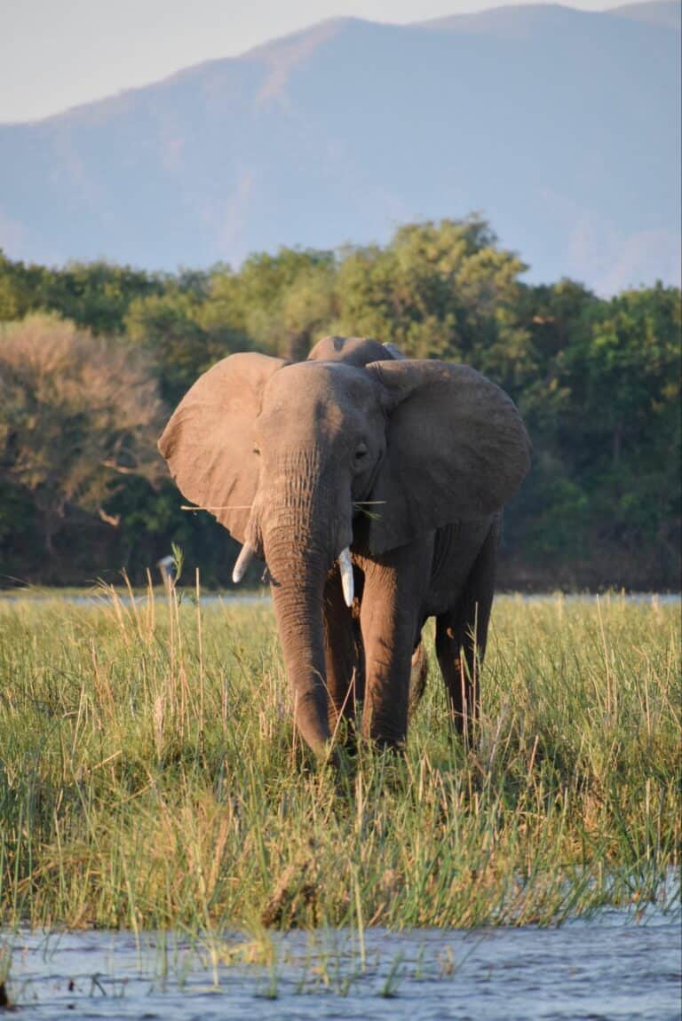 Escorted tours and safaris: an elephant on safari in Malawi