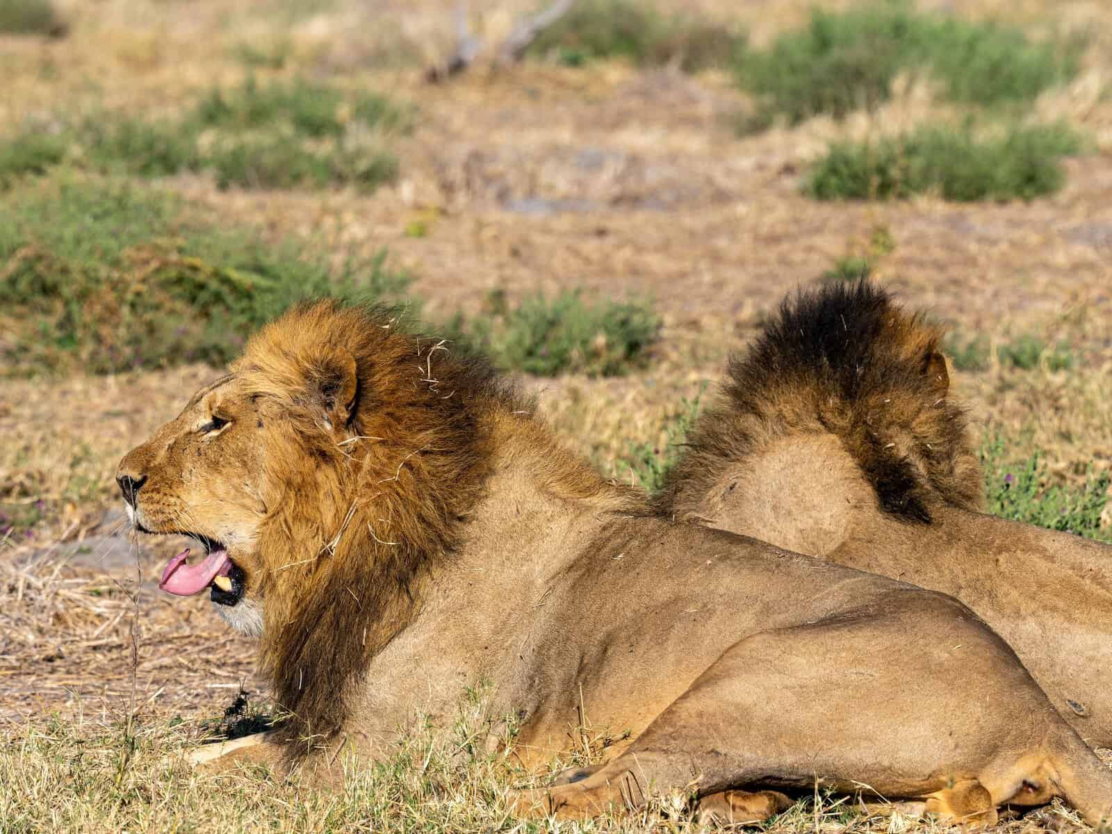 Two male lions resting on dry grassland