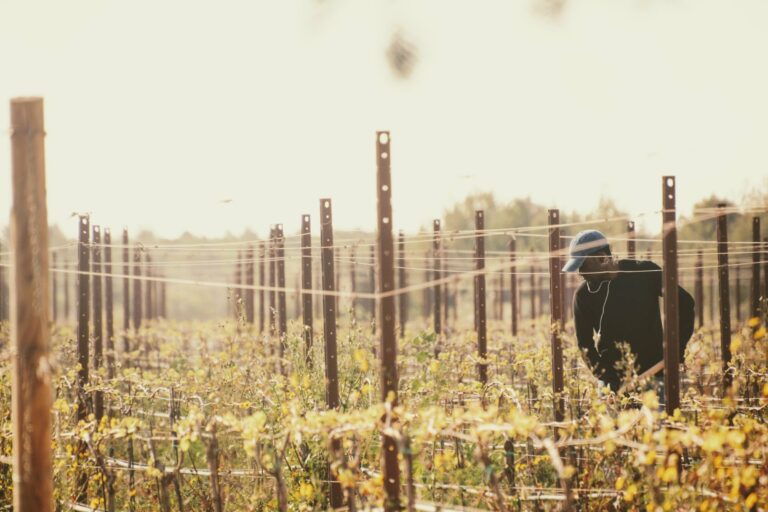 Tending vines in a vineyard