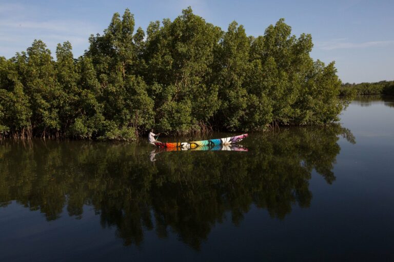 A canoe in the mangroves