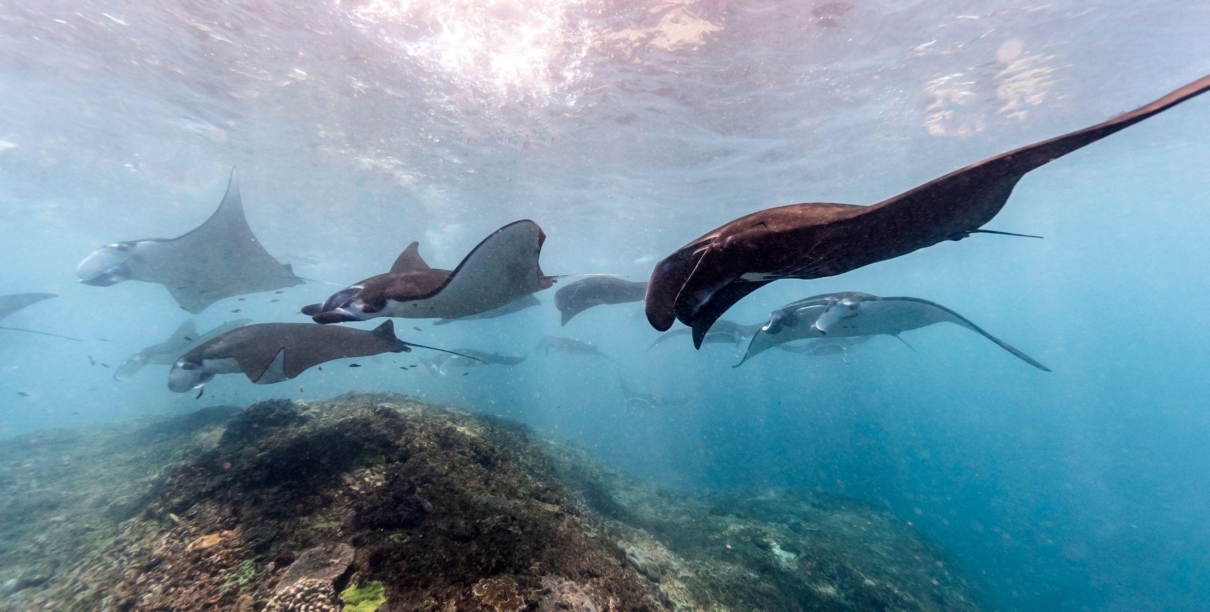 Manta rays gliding over a reef