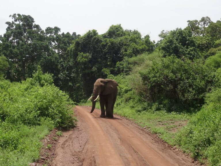 An elephant on a forest road in Lake Manyara National Park