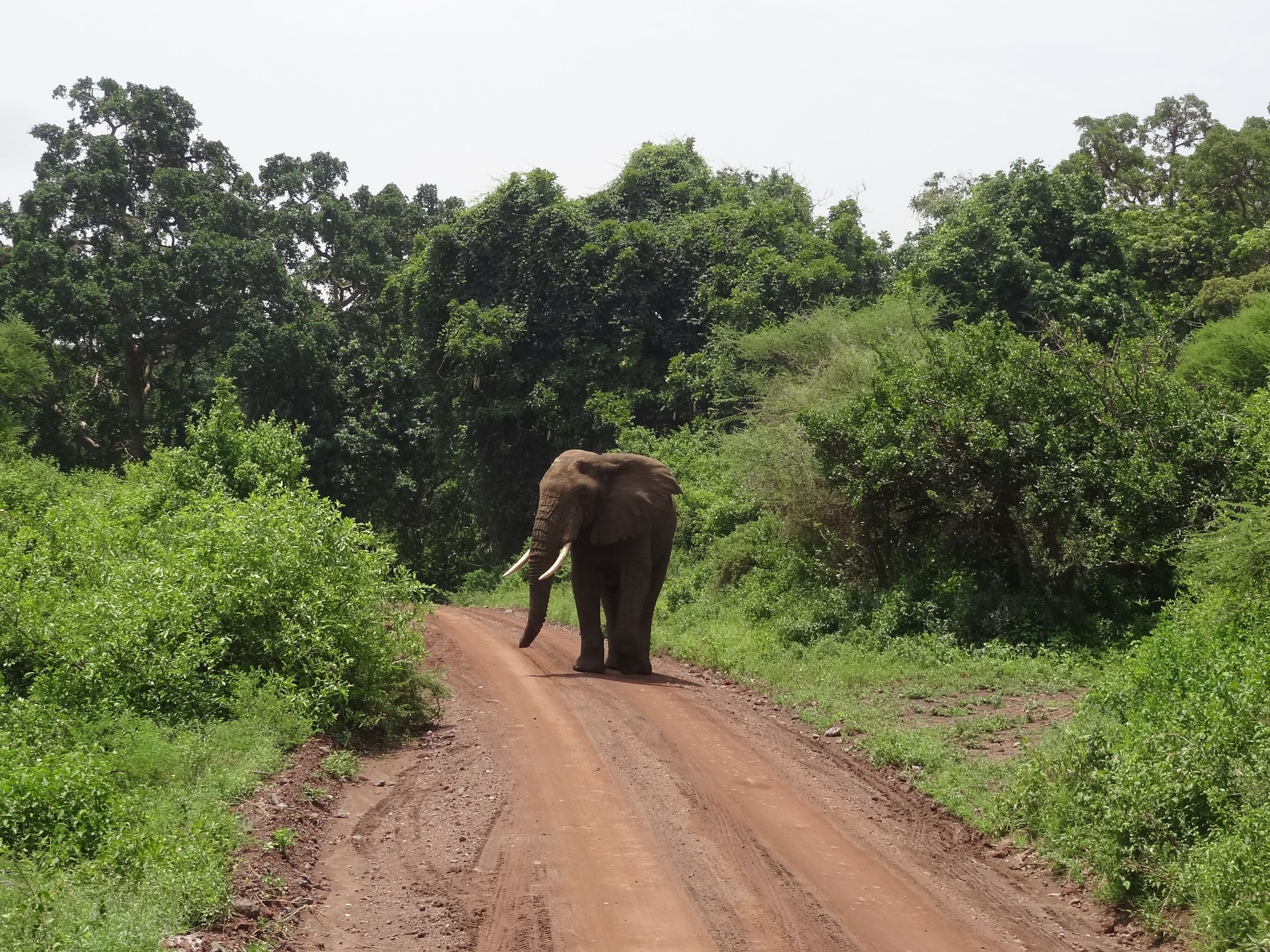 An elephant on a forest road in Lake Manyara National Park