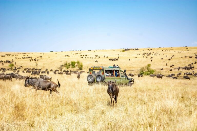 A safari vehicle among wildebeest in the Maasai Mara