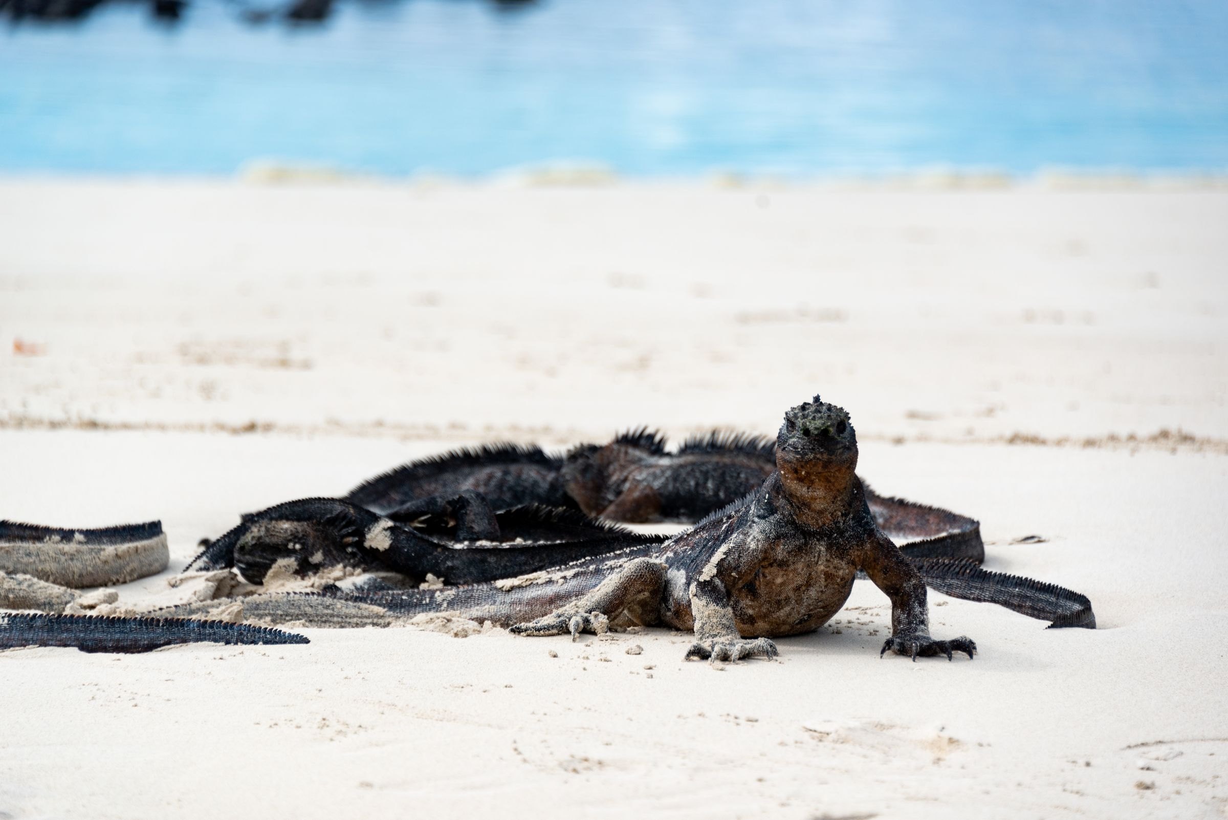 A marine iguana on a Galapagos beach
