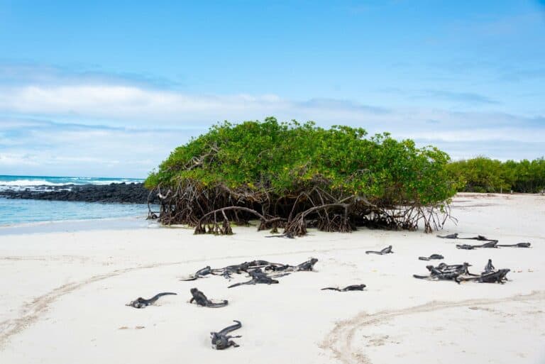 Marine iguanas basking on a sandy beach, Galápagos