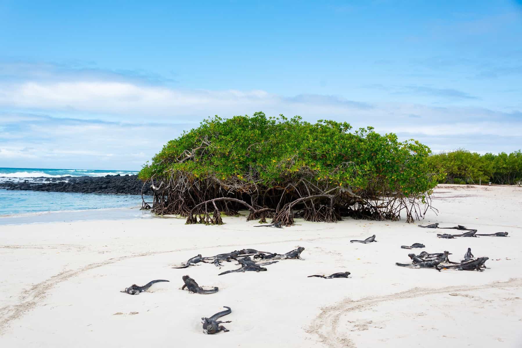 Marine iguanas basking on a sandy beach, Galápagos