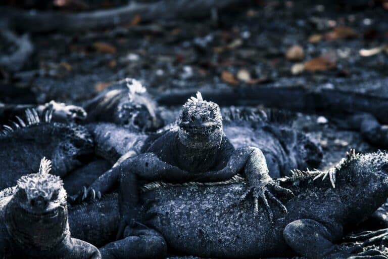 Marine iguanas on volcanic rocks in the Galápagos