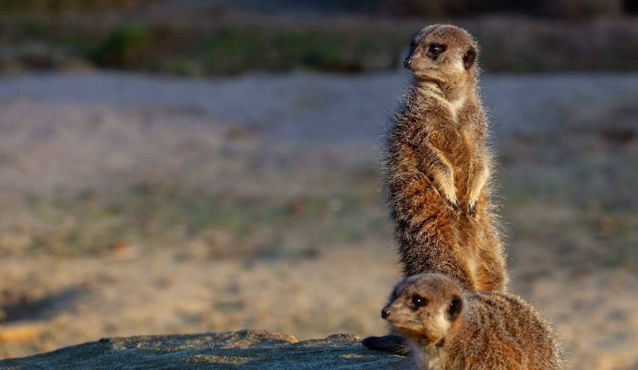 A pair of meerkats standing alert on a rock