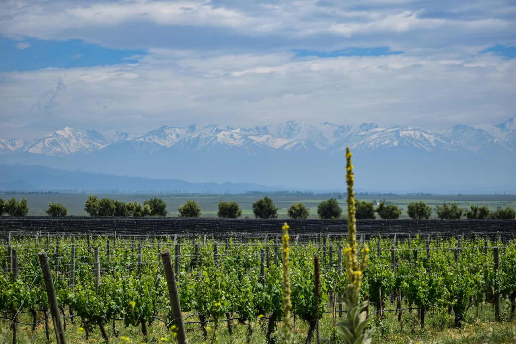 Vineyards beneath the Andes in Mendoza, Argentina