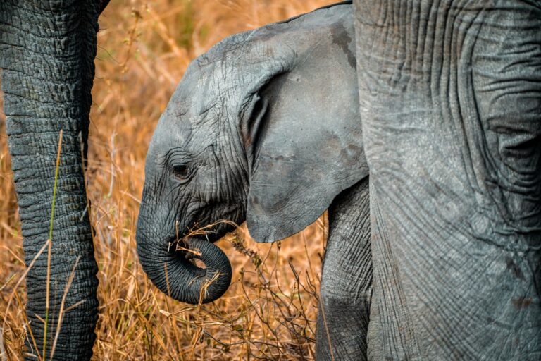 A baby elephant in Mikumi, Tanzania