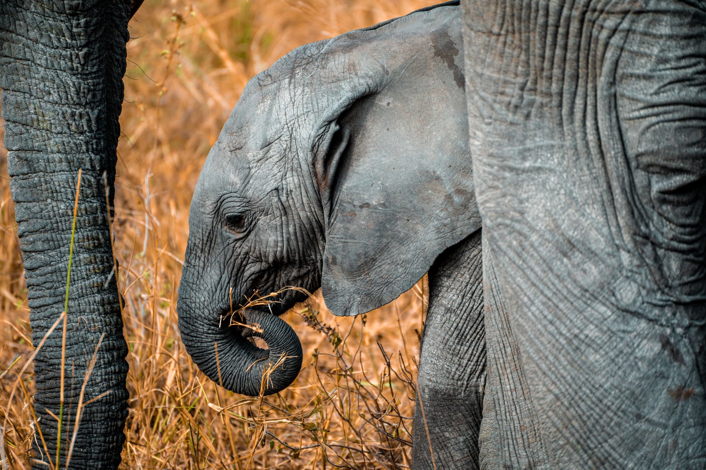 A baby elephant in Mikumi, Tanzania