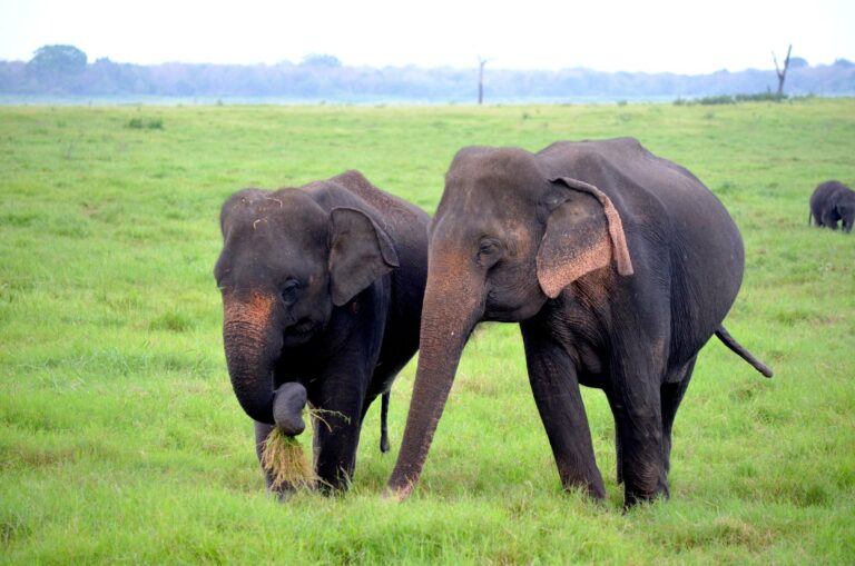 Elephants grazing in Minneriya