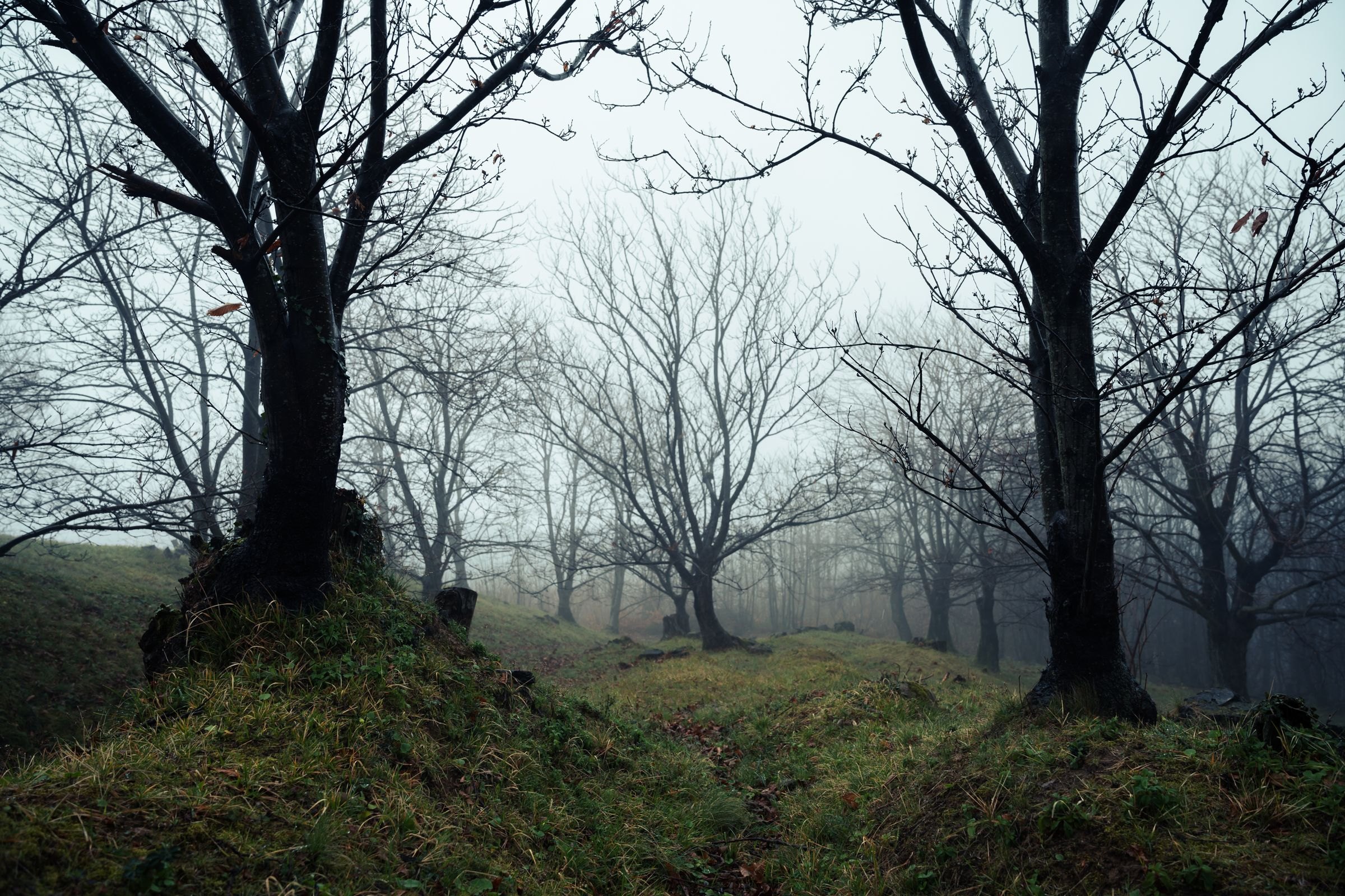 Bare trees in an autumn forest mist