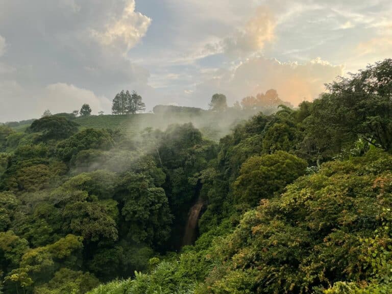 Mist rising over forested hills