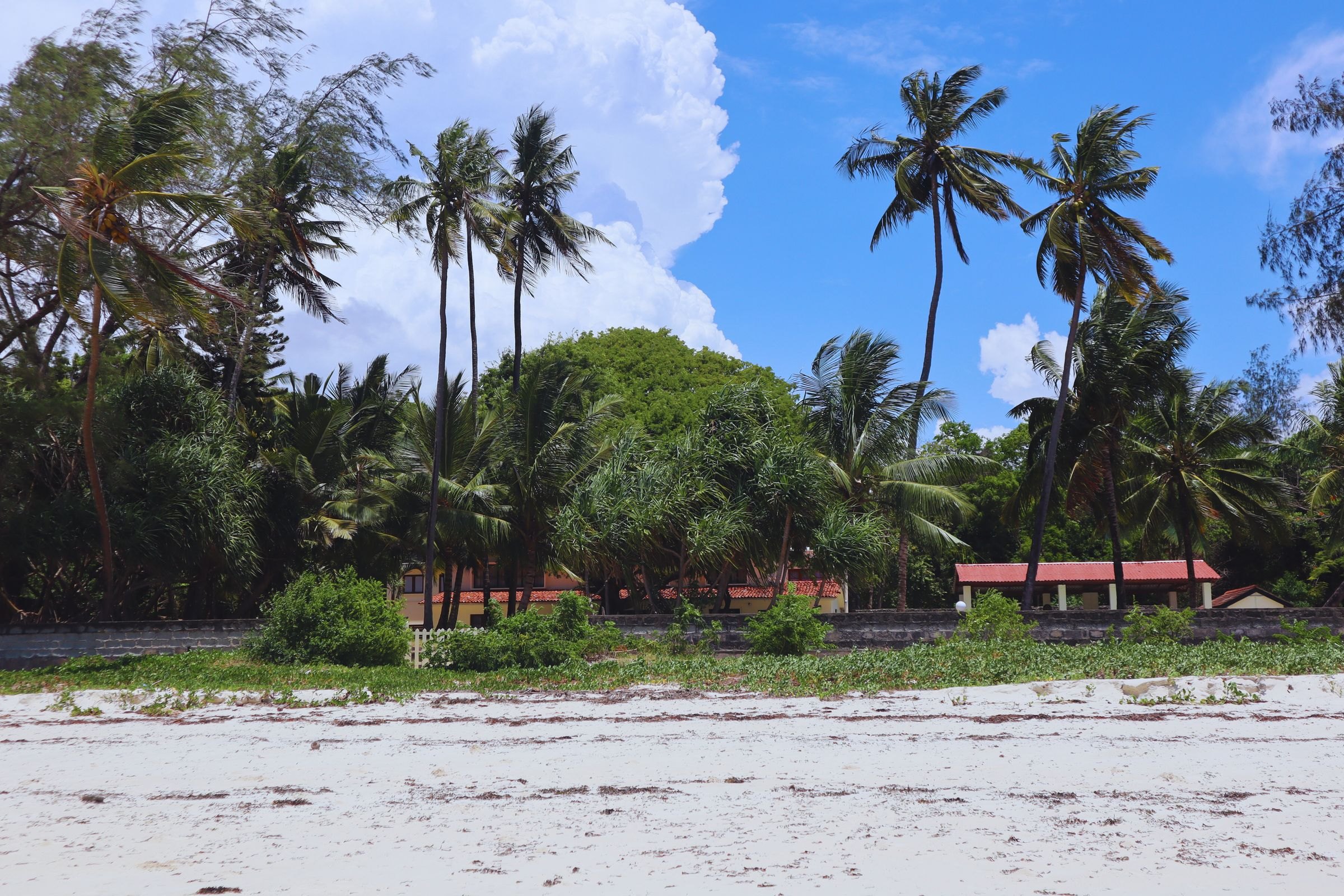 A palm-fringed beach near Mombasa