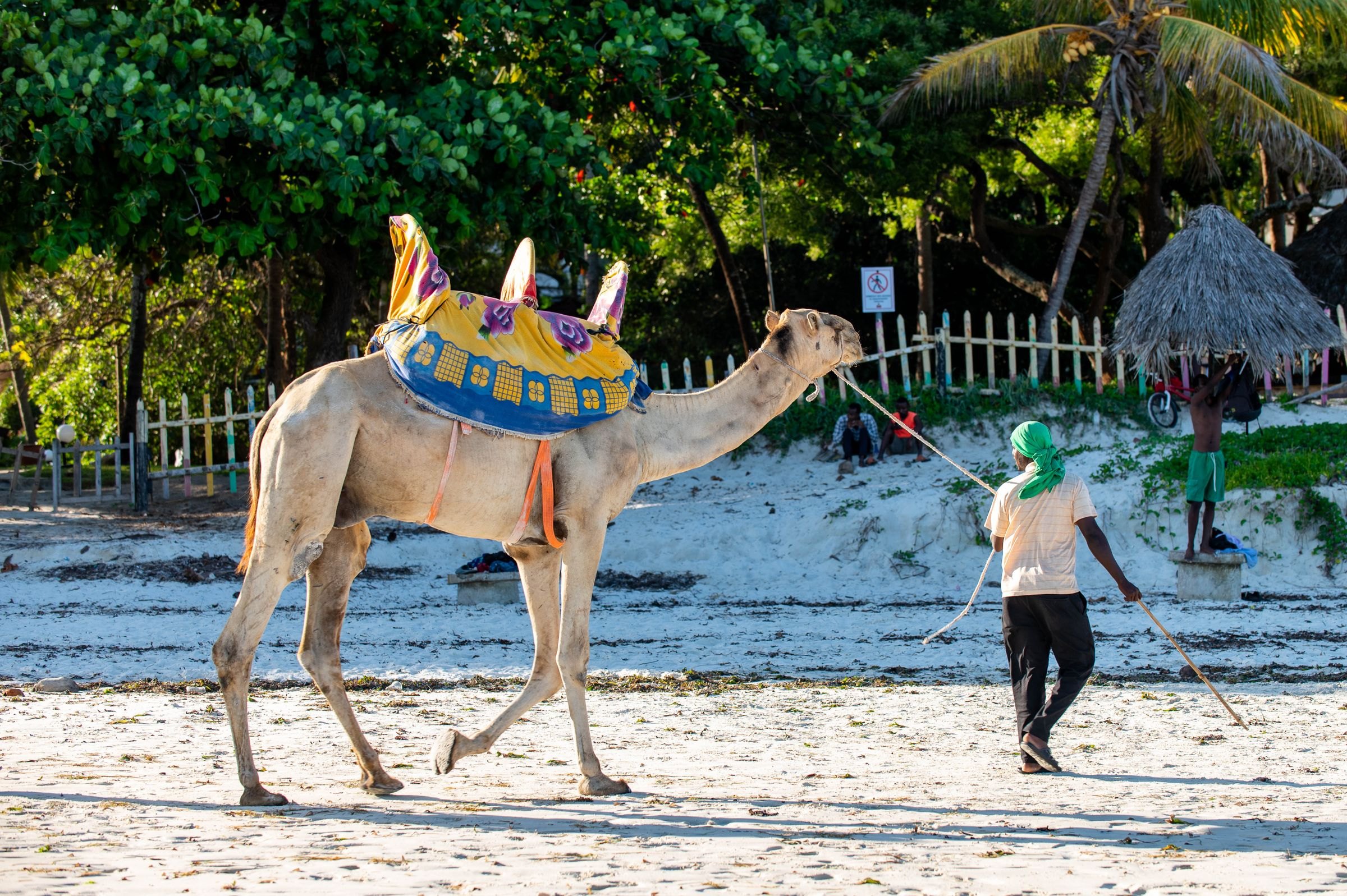 A camel on the beach at Mombasa