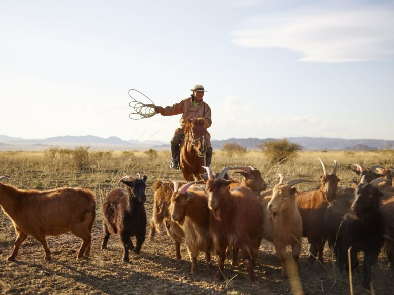 A Mongolian herder on horseback driving his flock