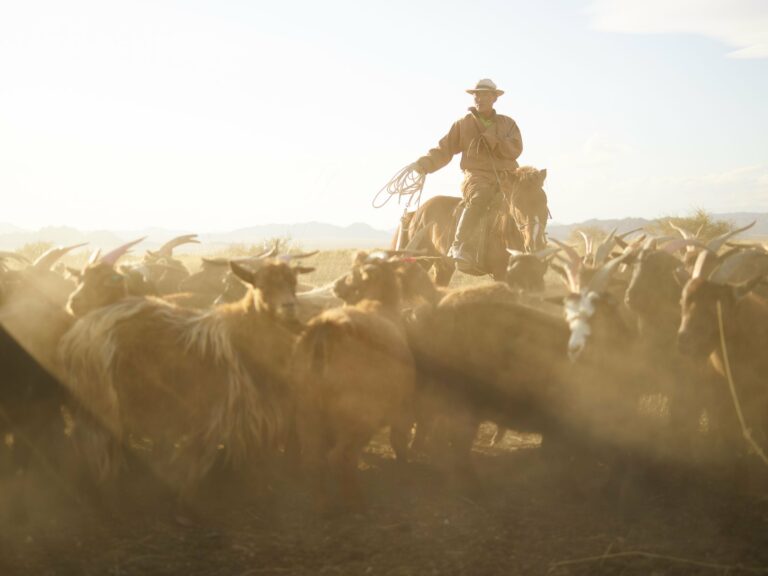 A Mongolian horseman driving his herd
