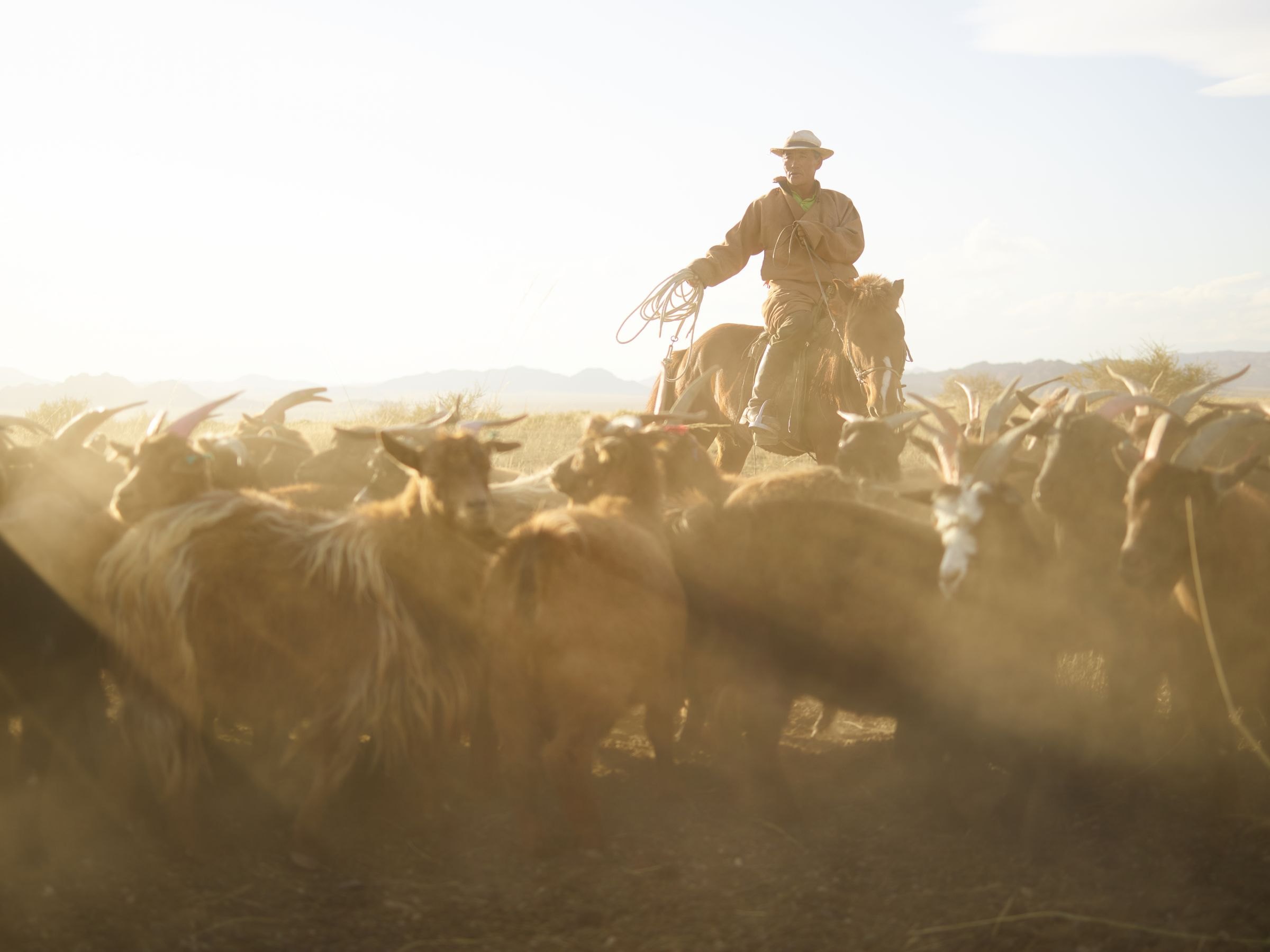 A Mongolian horseman driving his herd