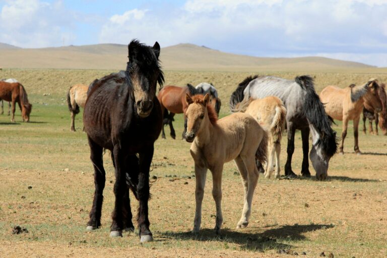 Mongolian horses grazing