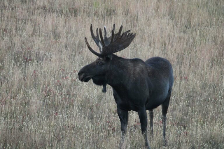 A bull moose in an Alaskan meadow