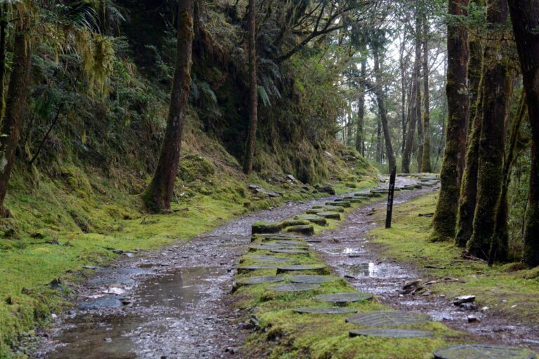 A mossy stone trail through the forest
