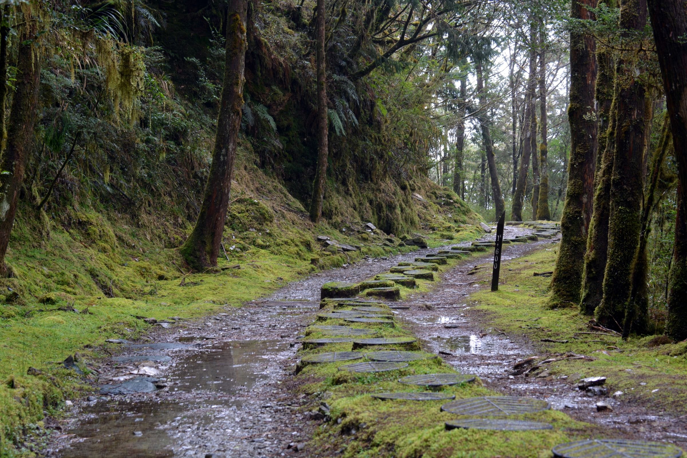 A mossy stone trail through the forest