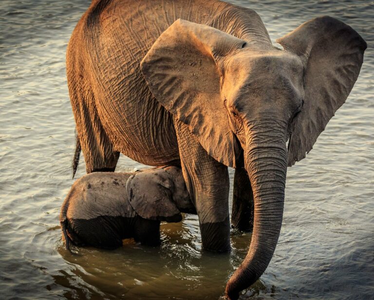 An elephant and calf in the river