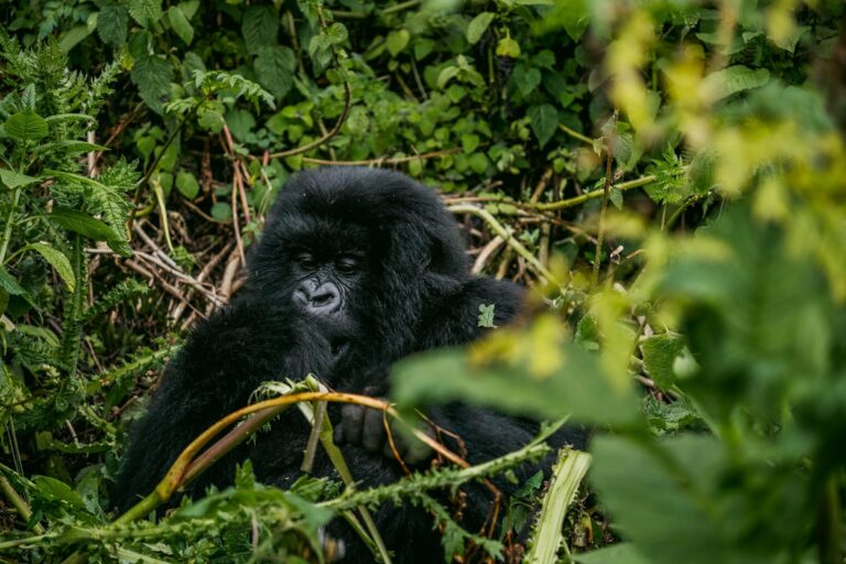 A mountain gorilla in dense forest
