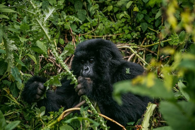 A mountain gorilla feeding on leaves in the forest
