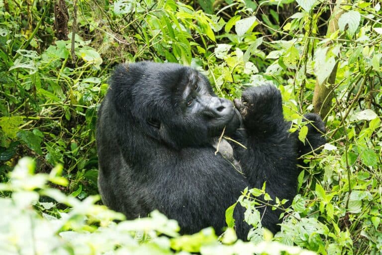 A mountain gorilla among the forest foliage