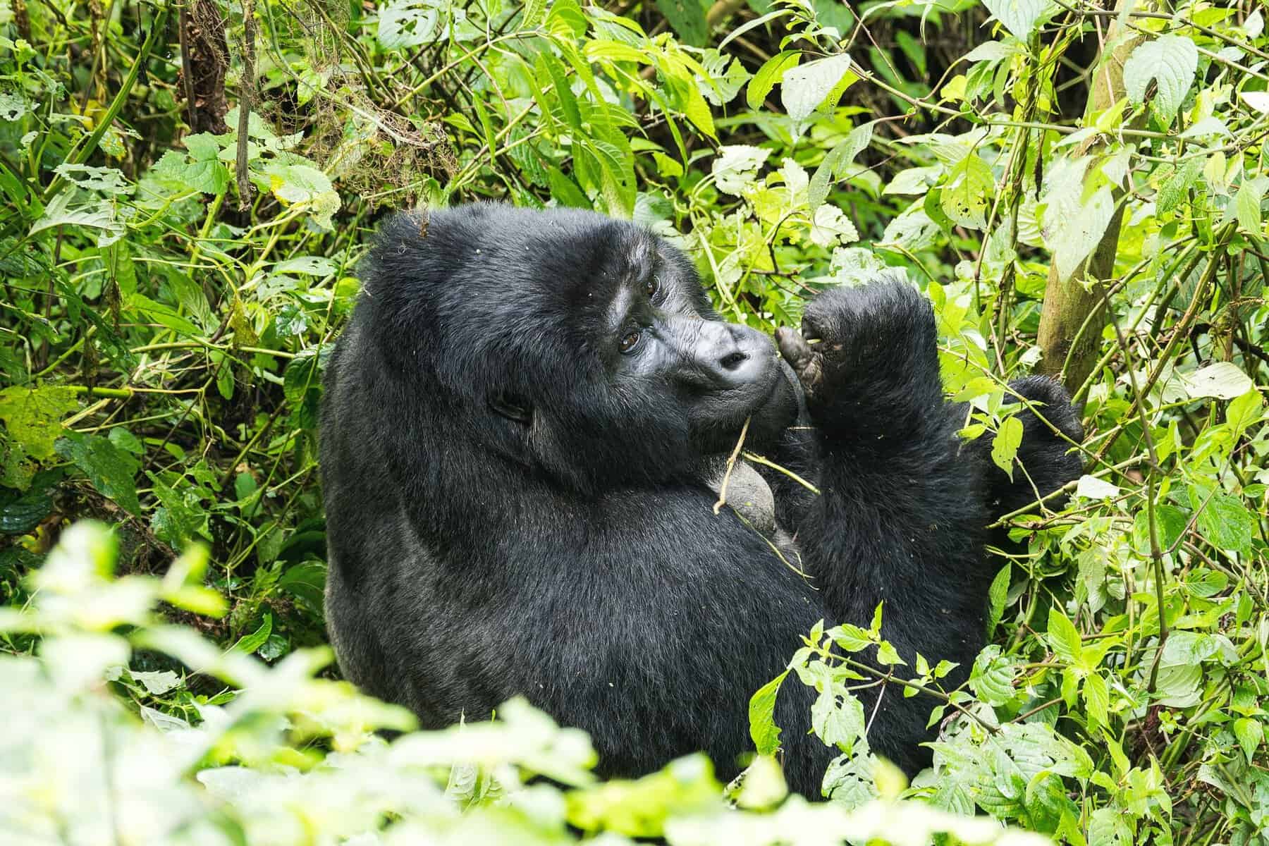 A mountain gorilla among the forest foliage