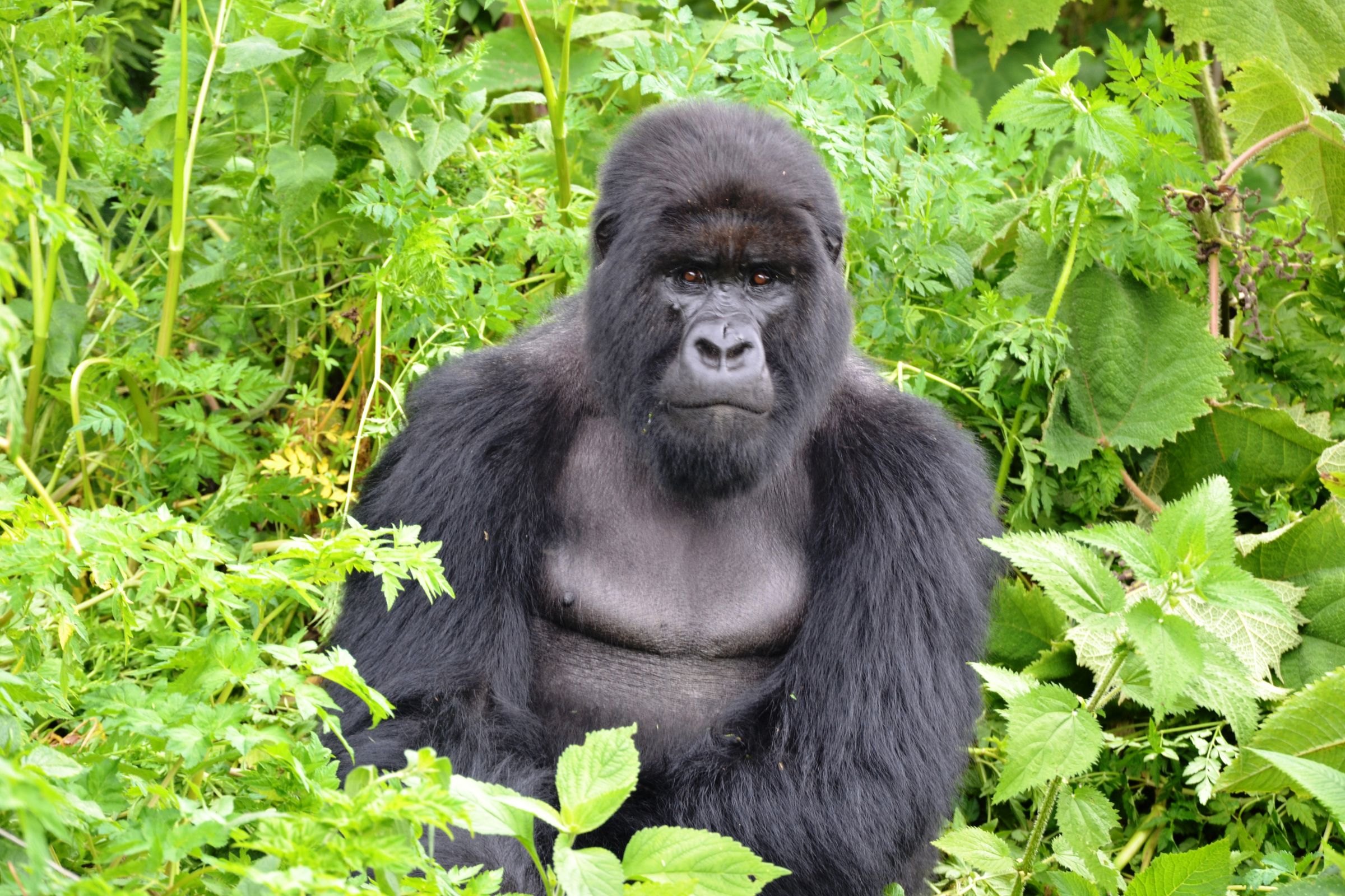 A mountain gorilla in the forest of Rwanda