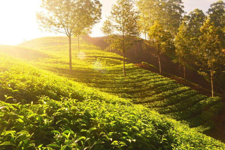 Sunlit tea plantations in the Kerala hills