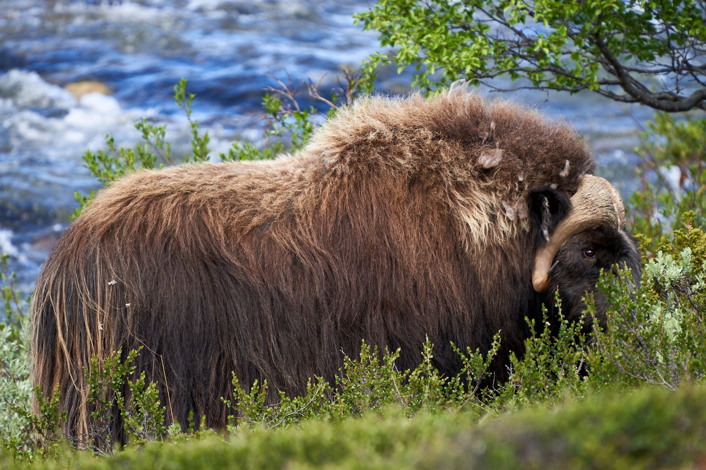 A musk ox grazing in the wilderness