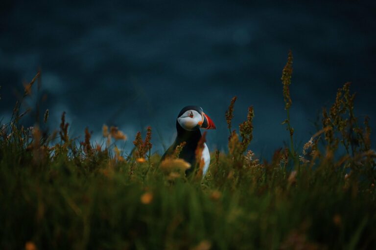 An Atlantic puffin on Mykines