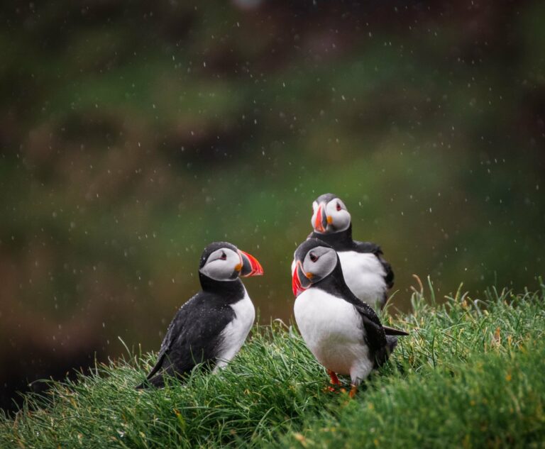Atlantic puffins on the cliffs of Mykines