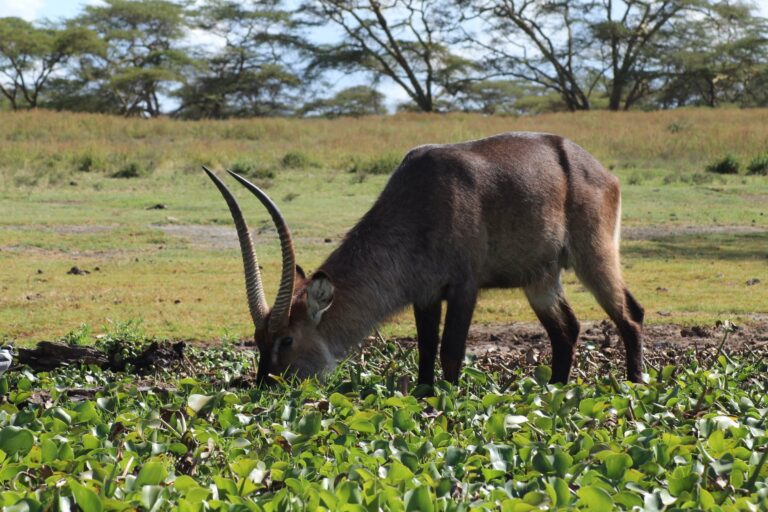 A waterbuck grazing by Lake Naivasha